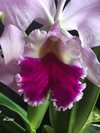 Cattleya jenmanii 